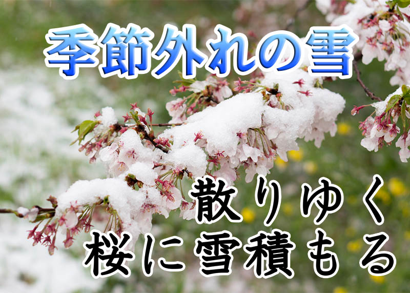 熊谷でも季節外れの雪 散りゆく桜に雪積もる